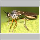 Dioctria rufipes - Raubfliege 07a.jpg